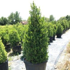 TINY-Buxus-Sempervirens-Pyramidalis-1