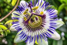 Tutku Çiçeği - Çarkıfelek