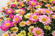 argyranthemum-lemon-pink-cesme-papatyasi-fidesi-flora_min