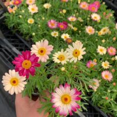 cok-renkli-cesme-papatyasi-argyranthem-5d-2cc